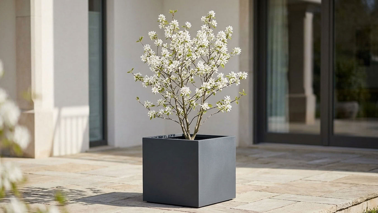 Blühende Felsenbirne als Solitär in einem anthrazitfarbenen Fiberglas-Pflanzkübel vor einer modernen Hausfassade