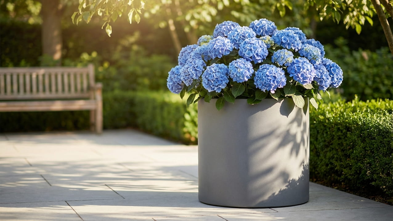 Blau blühende Hortensie im grauen Rundkübel auf sonnigem Gartenweg mit Buchshecke