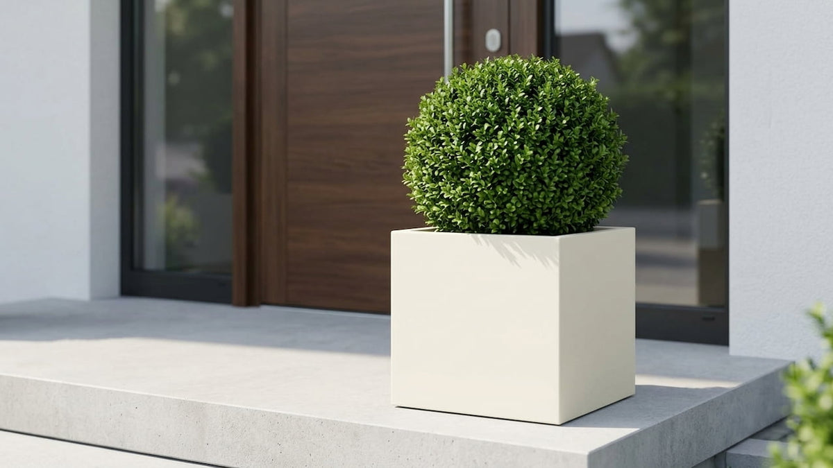 Ilex crenata als Formkugel in perlmuttweißem Fiberglas-Würfelkübel als Eingangs-Akzent vor einer modernen Haustür