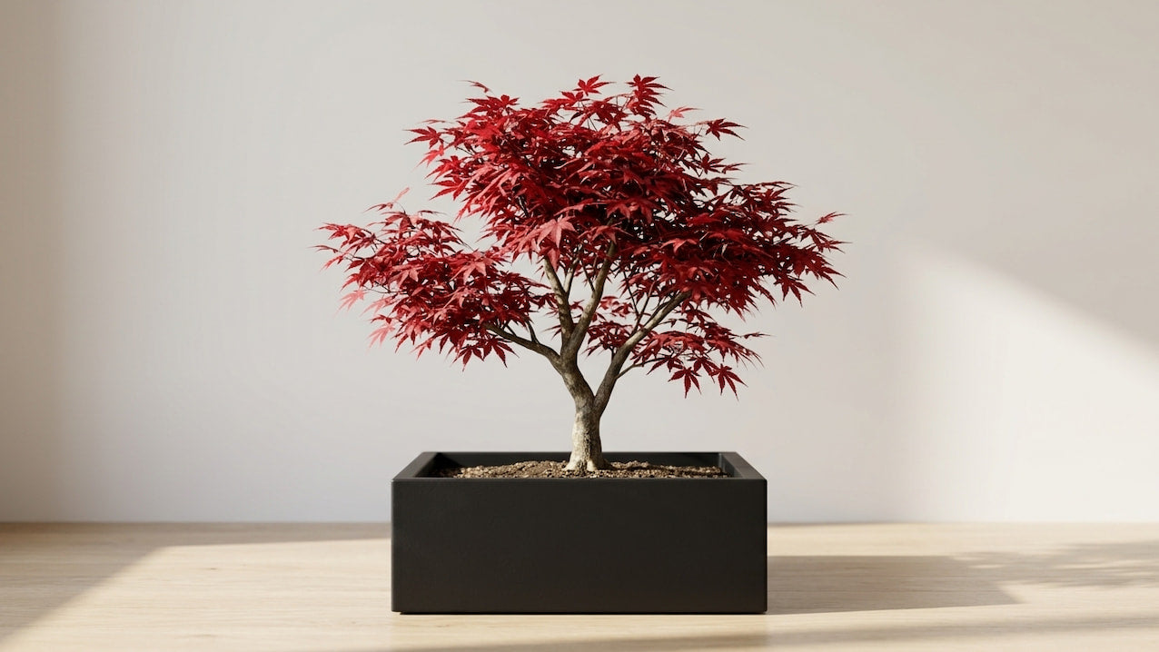 Roter japanischer Fächerahorn in flacher schwarzer Pflanzschale vor heller Wand im Japandi-Stil