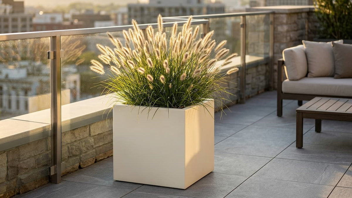 Lampenputzergras mit weichen, walzenförmigen Blütenähren in einem perlmuttweißen Fiberglas-Pflanzkübel auf einer modernen Terrasse