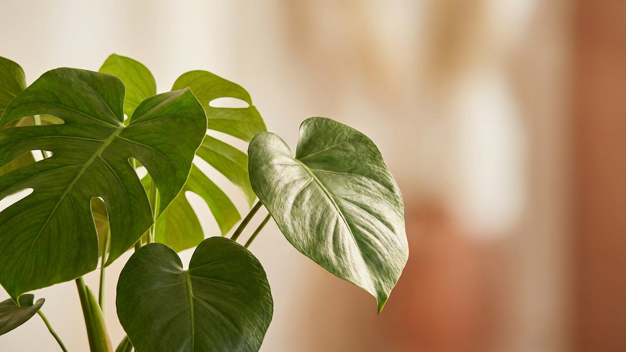 Nahaufnahme der geschlitzten Blätter einer Monstera deliciosa in warmem Licht