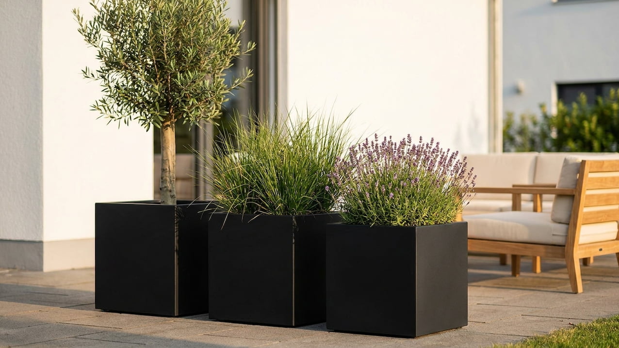 Drei schwarze Pflanzkübel mit Olivenstämmchen, Ziergräsern und Lavendel vor heller Hausfassade
