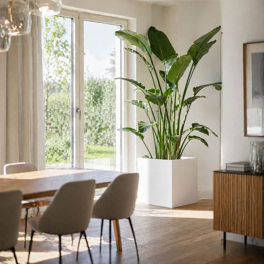 Pflanzkübel Fiberglas quadratisch 50x50x50cm perlmutt weiß mit Strelitzia im modernen Esszimmer