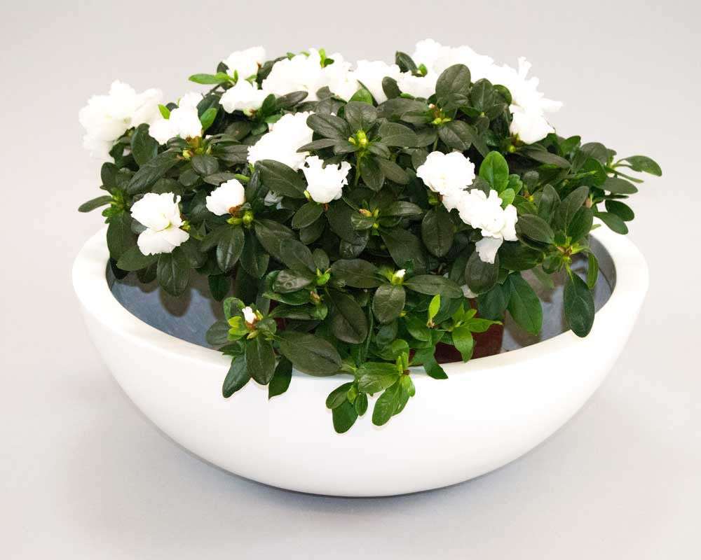 Elegant Einrichten | Pflanzkübel | Fiberglas | rund | D34xH12cm | hochglanz weiß