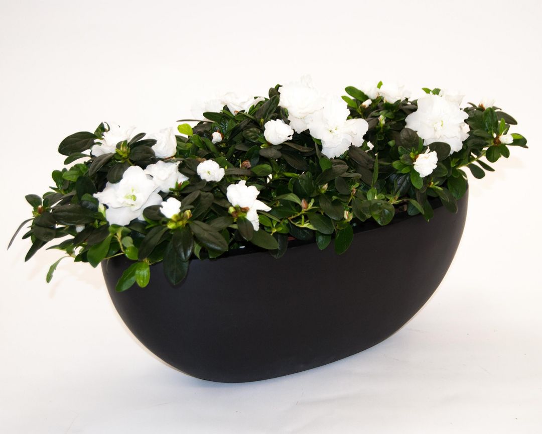 Elegant Einrichten | Pflanzkübel | Fiberglas | oval | 65x31xH25cm | elegant schwarz-matt