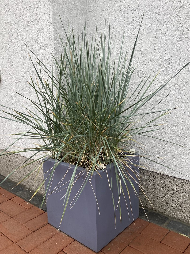 Pflanzkübel Fiberglas quadratisch 40x40x40cm grau mit Ziergras an einer Hauswand