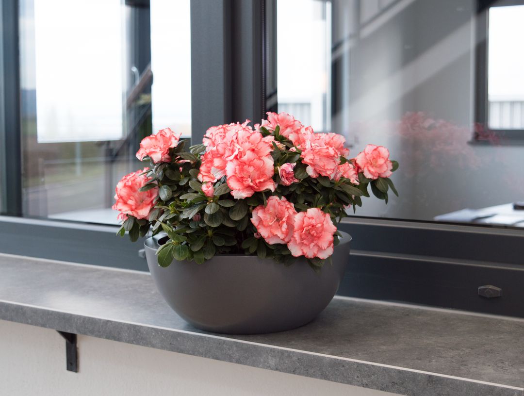 Elegant Einrichten | Pflanzkübel | Fiberglas | schale | rund | D46xH16cm | anthrazit-metallic.