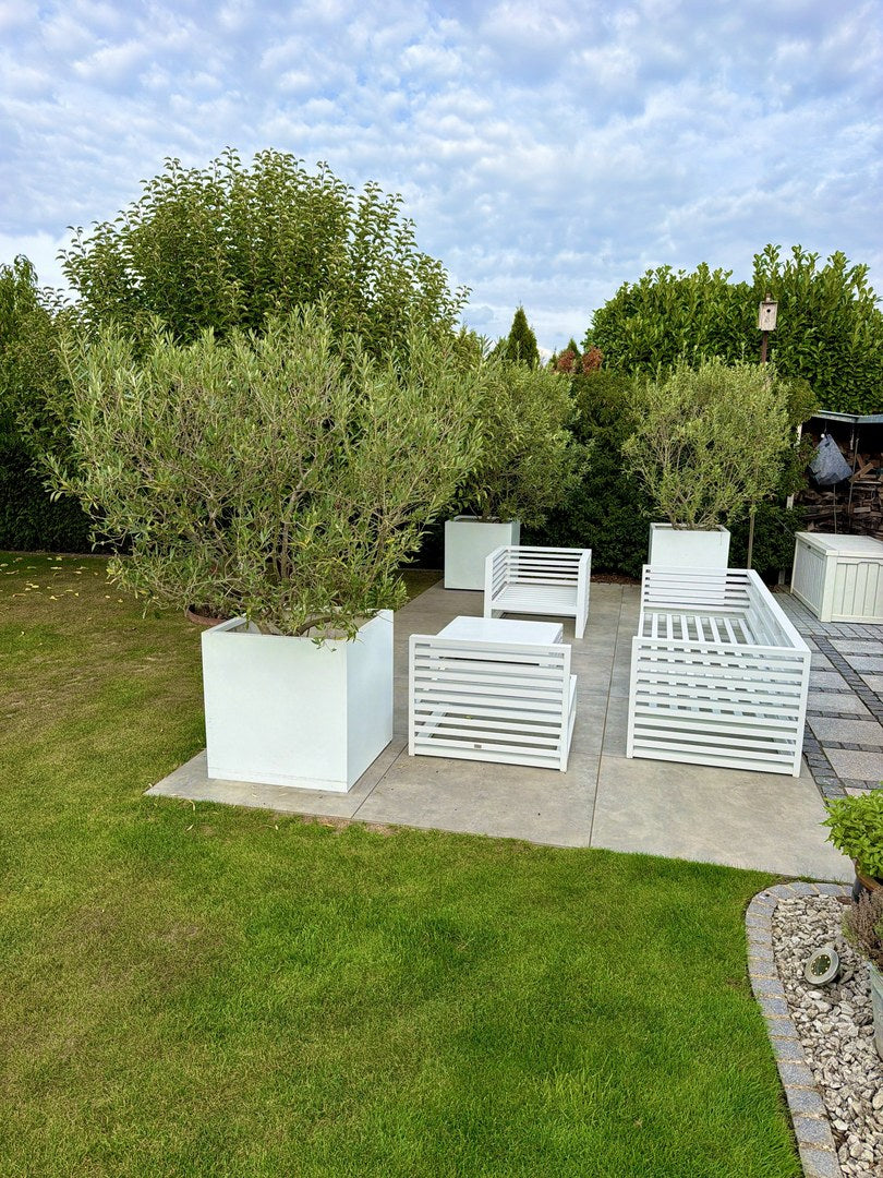 Pflanzkübel Fiberglas quadratisch 70x70x70cm perlmutt weiß, drei Kübel mit Olivenbäumen um eine Sitzgruppe auf einer Gartenterrasse