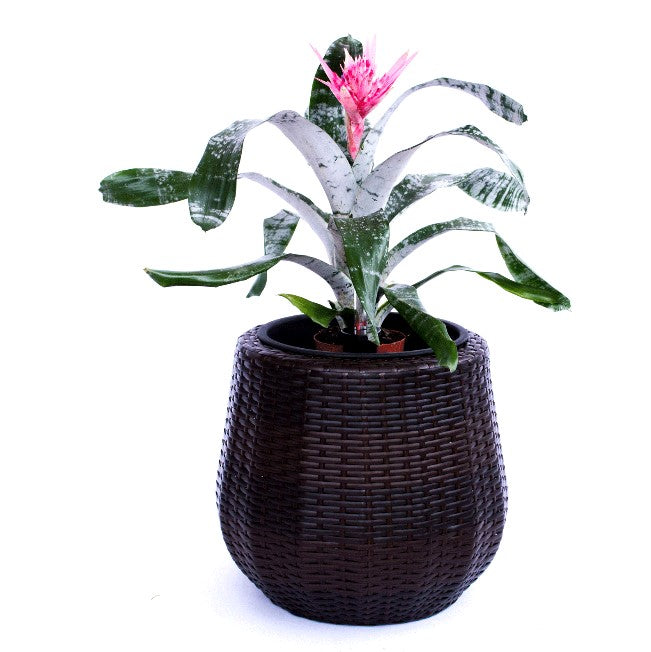 Elegant Einrichten | Pflanzkübel | Polyrattan | rundkonisch | D52xH44cm | coffee braun.