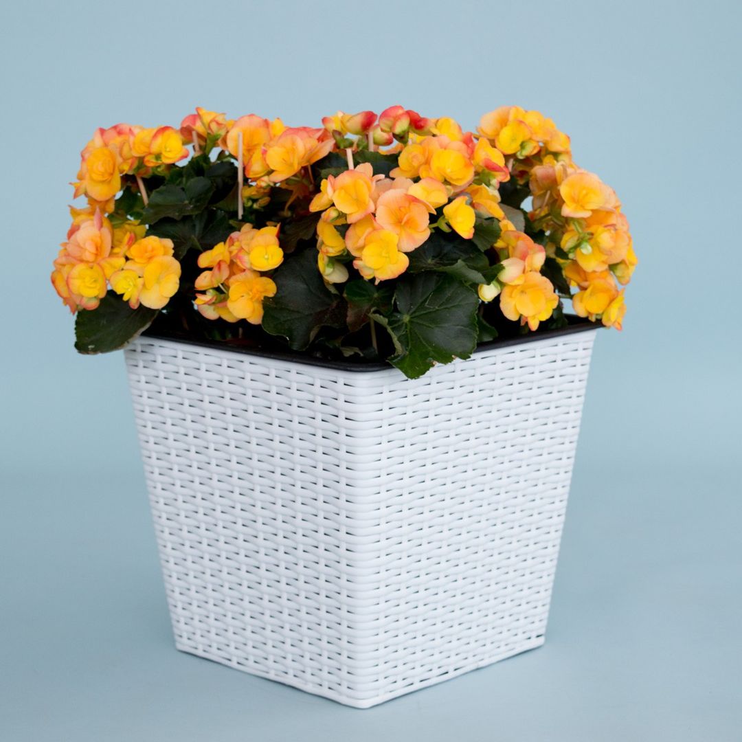 Elegant Einrichten | Pflanzkübel | quadratisch konisch | Polyrattan | 42x42x38cm | weiß.