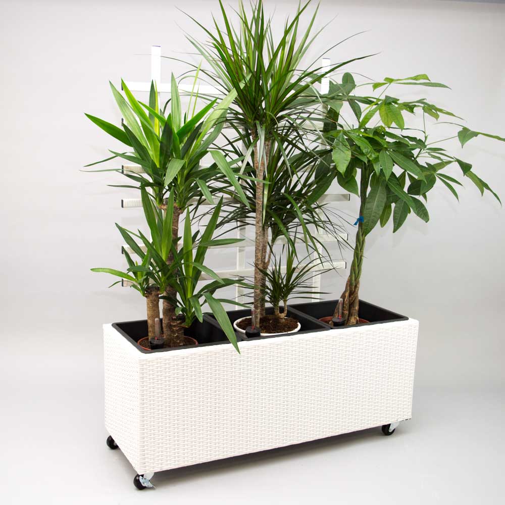 Pflanzkübel | Polyrattan | mit Rankgitter | rechteckig