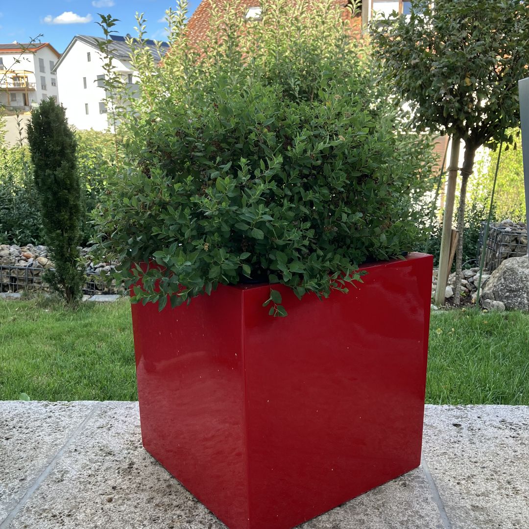 Pflanzkübel Fiberglas quadratisch 38x38x38cm hochglanz rot mit dicht gewachsenem Spierstrauch auf einer Natursteinstufe vor dem Hauseingang