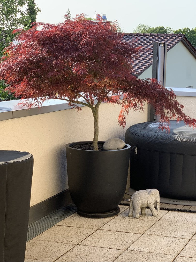Pflanzkübel Fiberglas rund konisch D60xH60cm schwarz-matt mit rotem Fächerahorn auf einer Dachterrasse