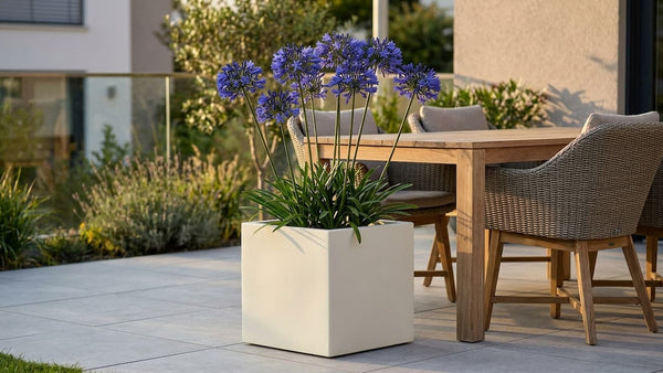 Agapanthus im Kübel: Schmucklilie pflegen und überwintern