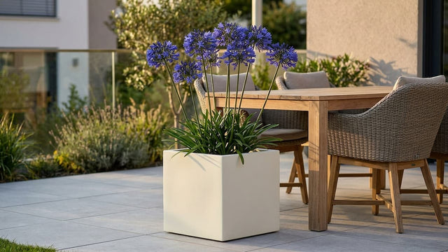 Agapanthus im Kübel: Schmucklilie pflegen und überwintern