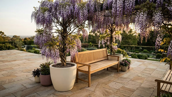 Blauregen (Wisteria) im Pflanzkübel: Pflege und Schnitt
