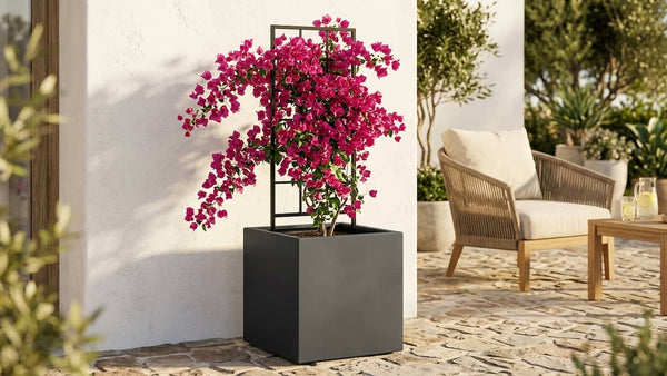 Bougainvillea im Kübel: Drillingsblume richtig pflegen