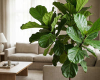 Geigenfeige pflegen: So bleibt Ficus lyrata gesund – typische Fehler vermeiden