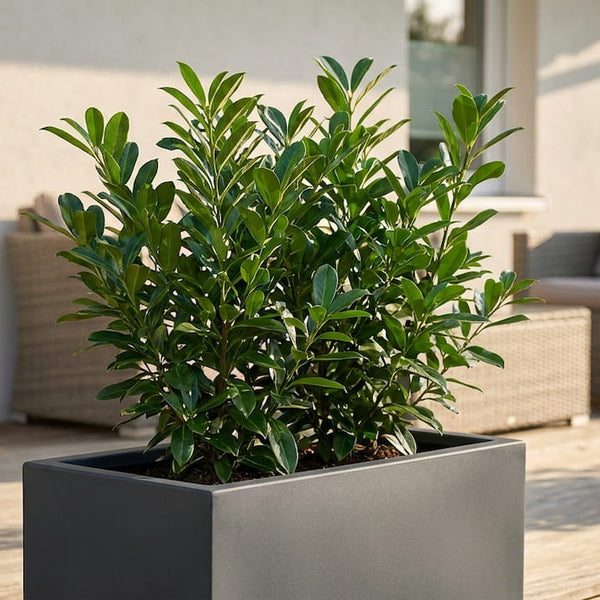standort kentia palme Howea forsteriana
