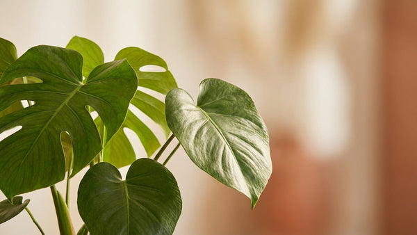 Monstera deliciosa pflegen: Standort, Gießen und Luftwurzeln