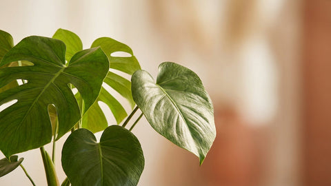 Monstera pflegen: Standort, Gießen & Luftwurzeln – für große Blätter