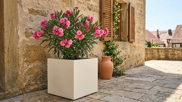 Oleander im Kübel: Pflege, Schnitt & Überwinterung