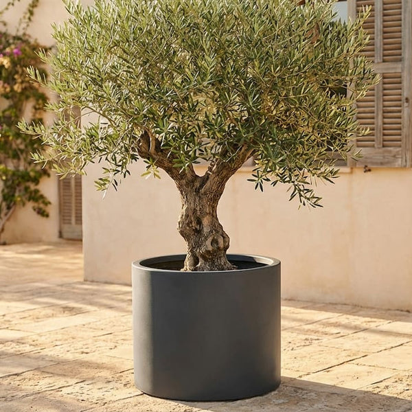 tontopf olivenbaum Olivenbaum – Olea europaea – 160 cm kaufen – Luna's Leaf Co