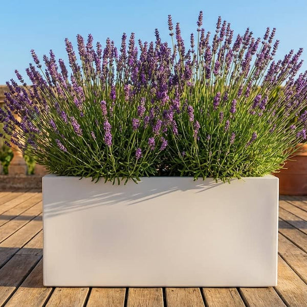 Lavendel im Pflanzkbel: Fehler, die fast jeder macht