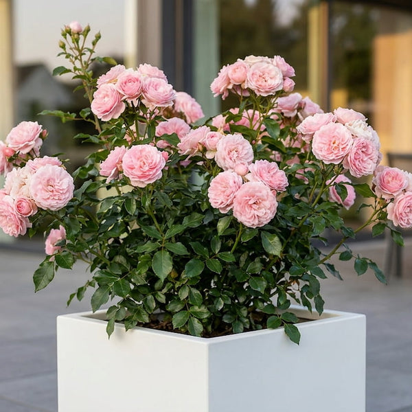 Rosen im Pflanzkübel: Sorten, Schnitt & Überwinterung