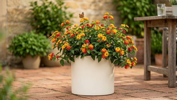 Wandelröschen im Kübel: Lantana richtig pflegen