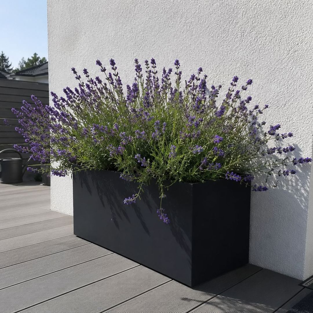 Pflanzkübel Fiberglas rechteckig 80x30x40cm schwarz-matt mit Lavendel an sonniger Hauswand [KI-Lifestyle]