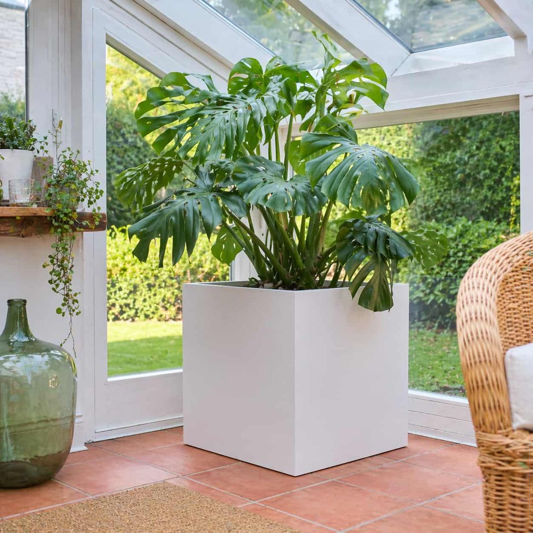 Pflanzkübel Fiberglas quadratisch 70x70x70cm perlmutt weiß mit Monstera im Wintergarten [KI-Lifestyle]