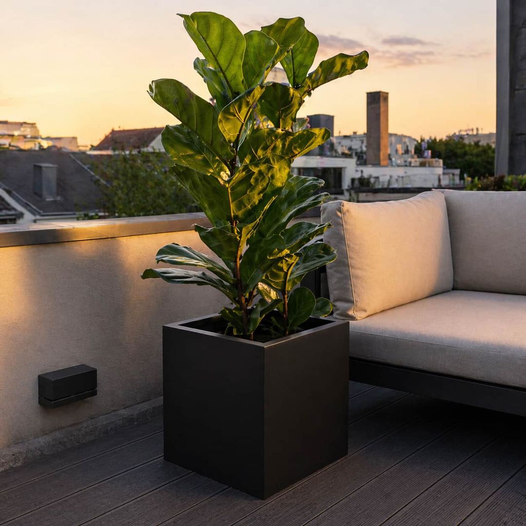 Pflanzkübel Fiberglas quadratisch 50x50x50cm elegant schwarz-matt mit Geigenfeige auf Dachterrasse im Sonnenuntergang [KI-Lifestyle]