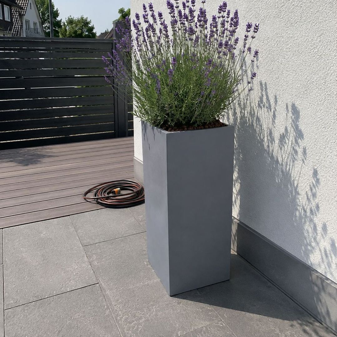 Pflanzkübel Fiberglas Säule 38x38x80cm grau mit Lavendel an sonniger Hauswand [KI-Lifestyle]