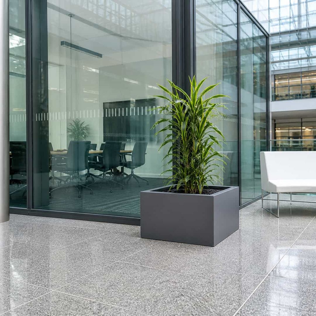 Pflanzkübel Fiberglas niedrig quadratisch 80x80x50cm anthrazit-metallic mit Drachenbaum (Dracaena) [KI-Lifestyle]