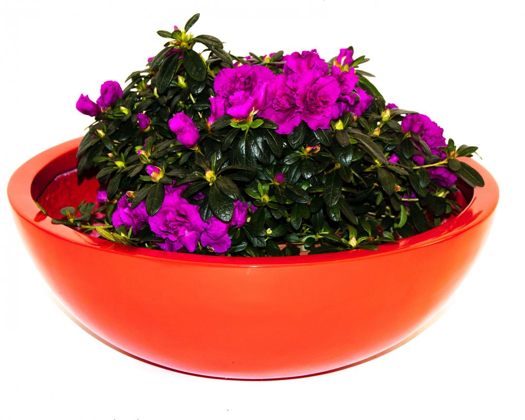 Elegant Einrichten | Pflanzkübel | Fiberglas | rund | D46xH16cm | hochglanz rot