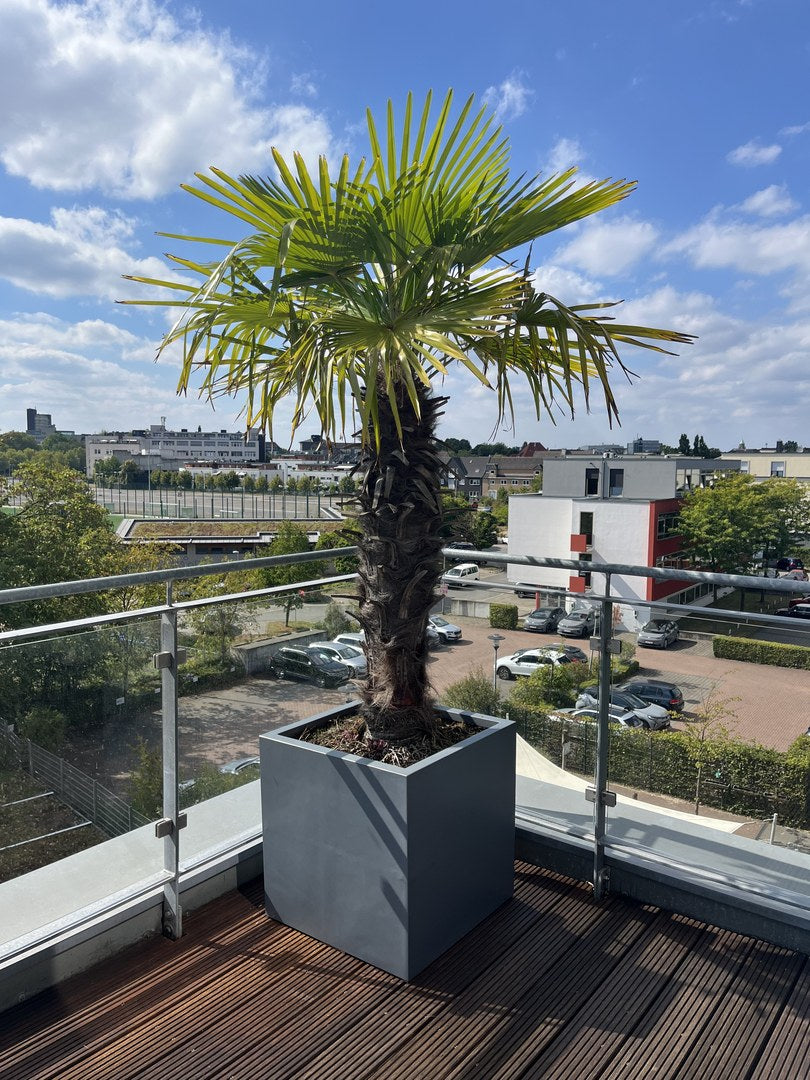 Pflanzkübel Fiberglas quadratisch 60x60x60cm anthrazit-metallic mit Hanfpalme auf einer Dachterrasse mit Stadtblick