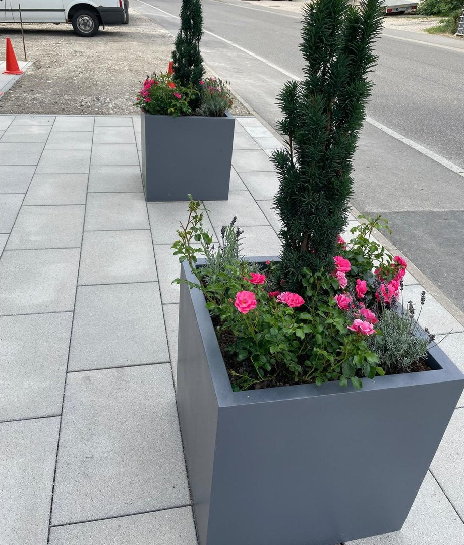 Pflanzkübel Fiberglas quadratisch 60x60x60cm anthrazit-metallic paarweise mit Säuleneibe und Rosen entlang eines Gehwegs