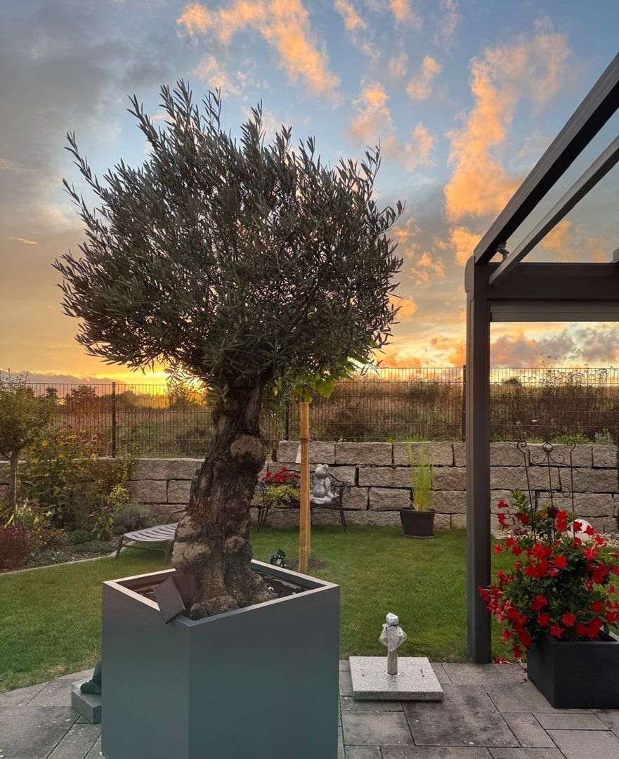 Pflanzkübel Fiberglas quadratisch 70x70x70cm anthrazit-metallic mit Olivenbaum auf einer Terrasse im Abendlicht