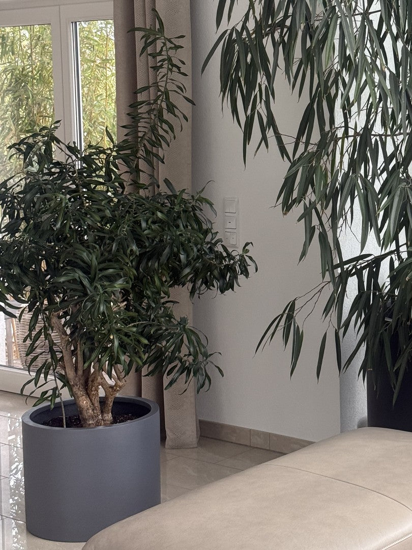 Pflanzkübel Fiberglas zylindrisch D50xH40cm anthrazit-metallic mit Zimmerpflanze im Wohnzimmer vor einem Fenster