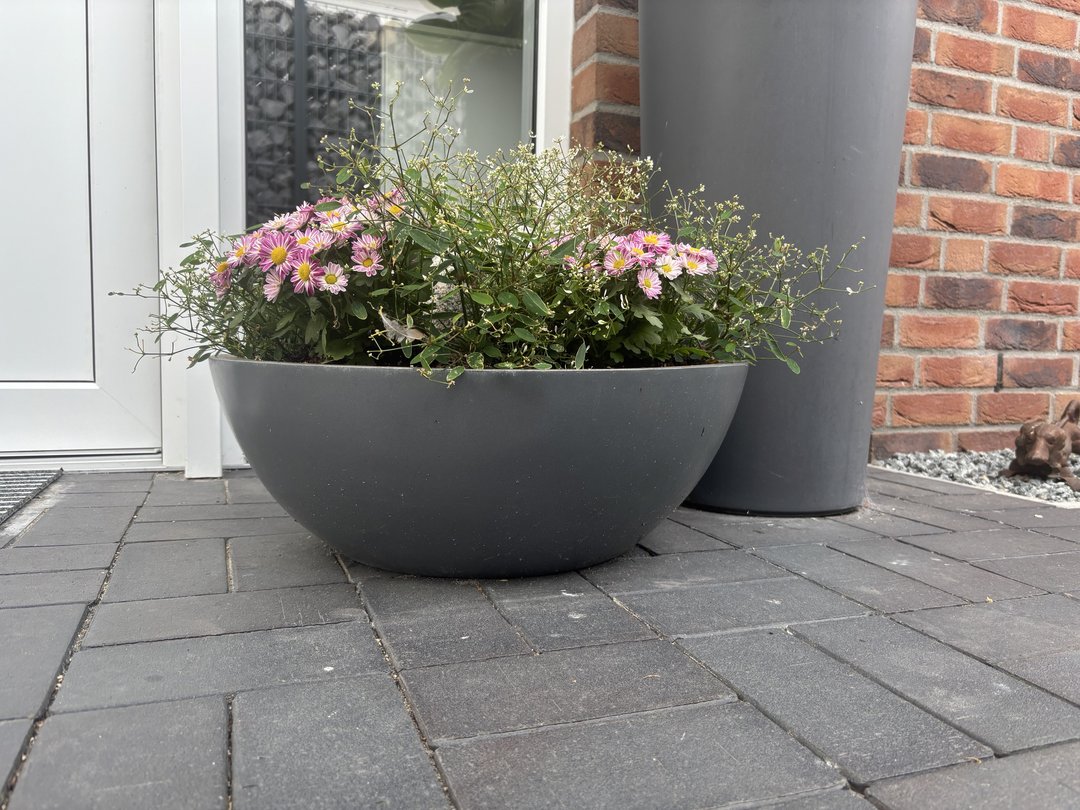 Pflanzkübel Fiberglas Schale rund D55xH19cm anthrazit-metallic mit rosa blühender Herbstbepflanzung am Hauseingang