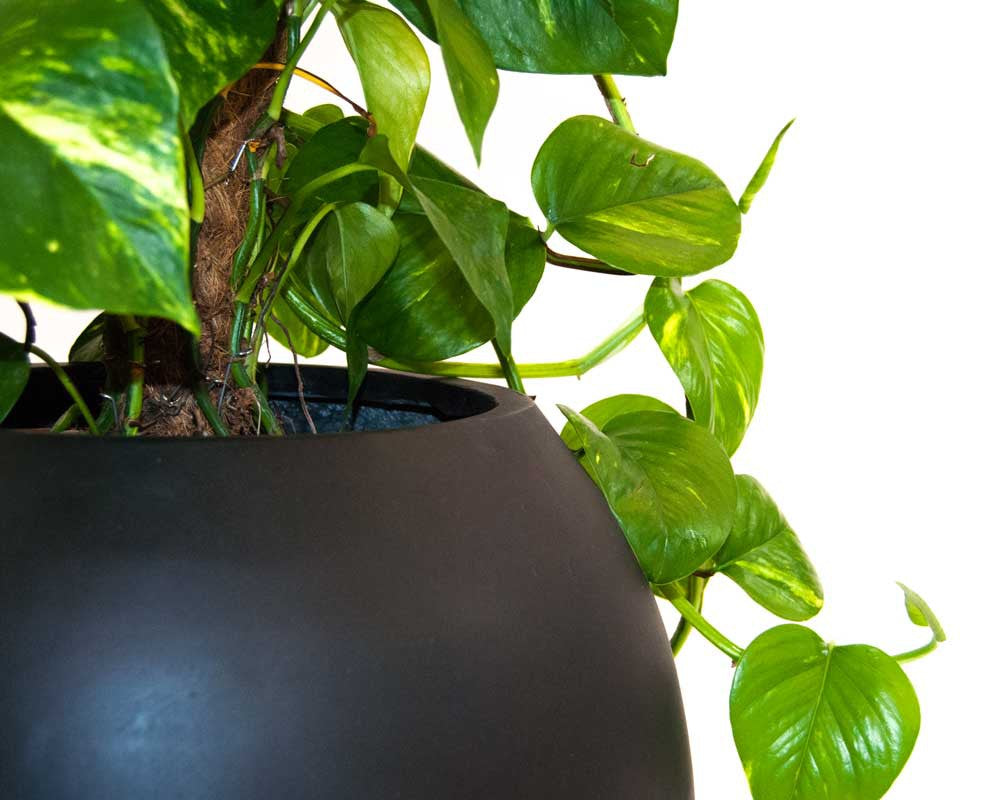 Elegant Einrichten | Pflanzkübel | Fiberglas | Ball | D40xH32cm | elegant schwarz-matt.