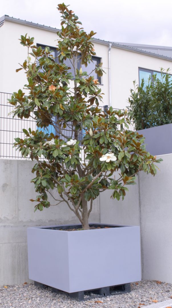 Elegant Einrichten | Pflanzkübel | Fiberglas | niedrige quadratisch | 70x70x40cm | grau.