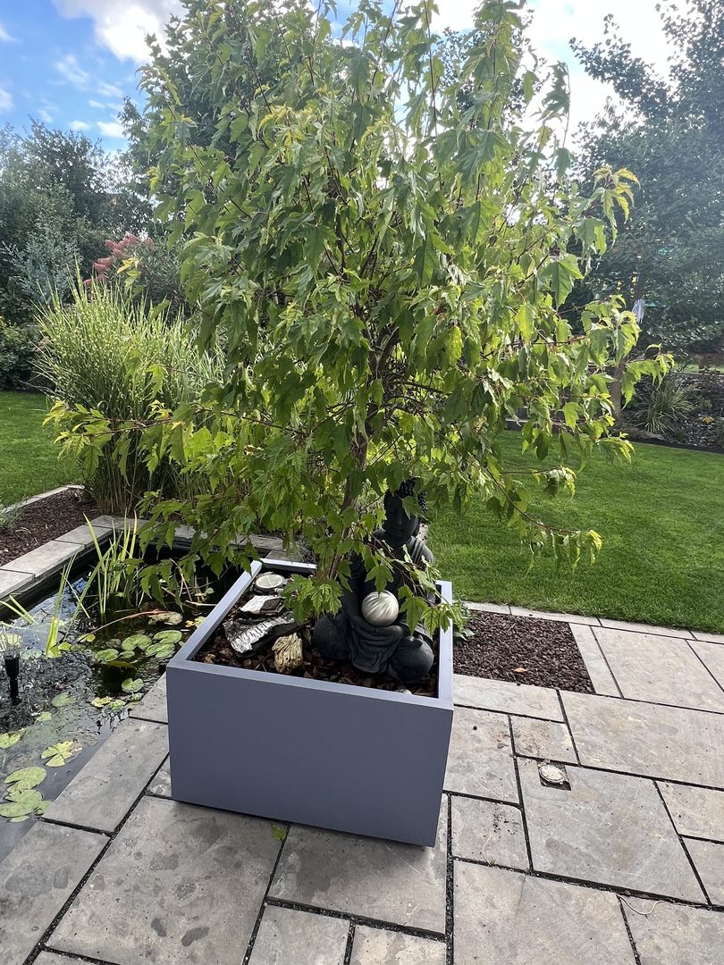 Pflanzkübel Fiberglas niedrig quadratisch 70x70x40cm grau mit einem Zierbaum am Rand eines Gartenteichs