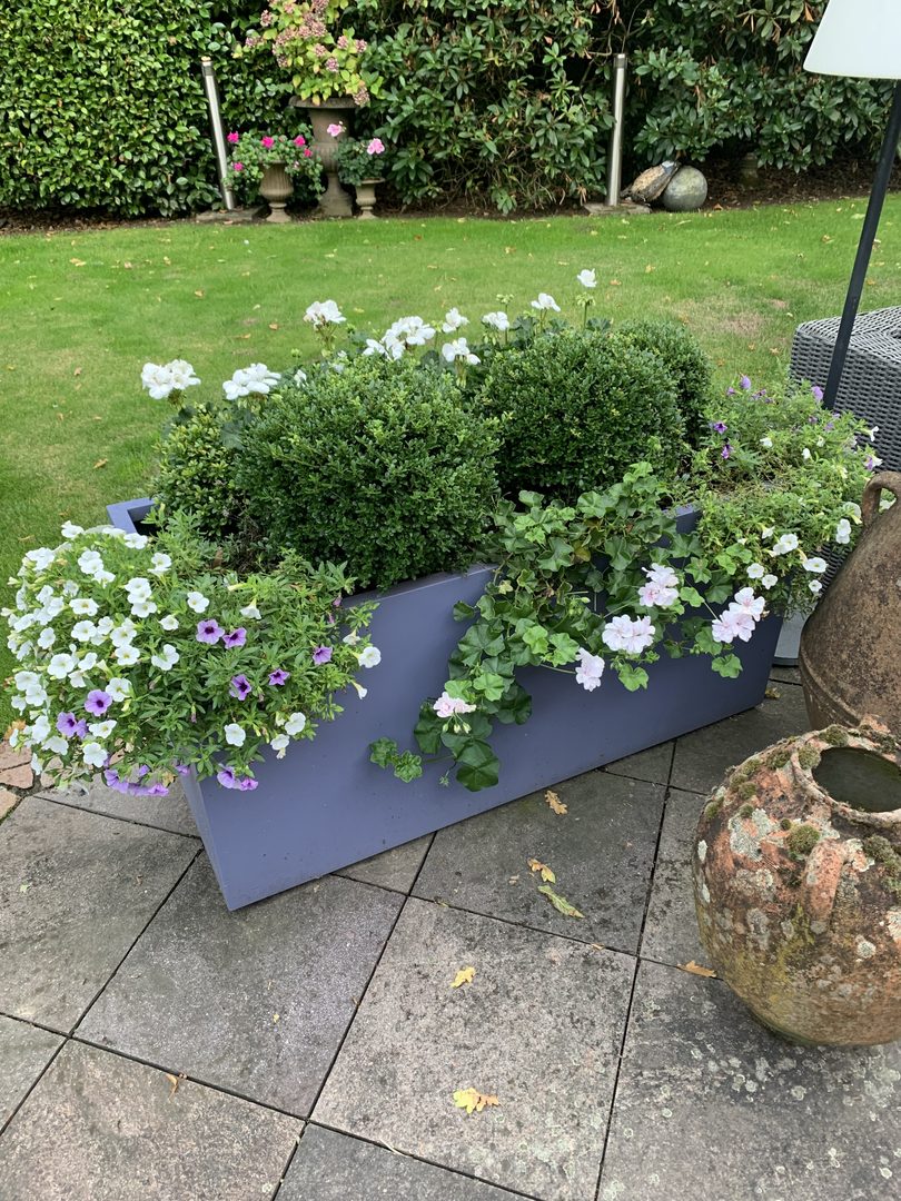 Pflanzkübel Fiberglas rechteckig 120x50x55cm grau mit Buchskugeln und weißen Sommerblumen am Rasenrand