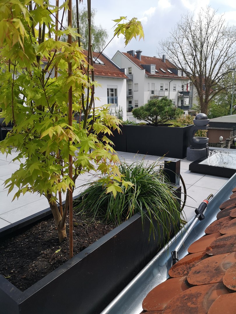 Pflanzkübel Fiberglas rechteckig 120x50x55cm elegant schwarz-matt mit Fächerahorn und Ziergras auf einer Dachterrasse