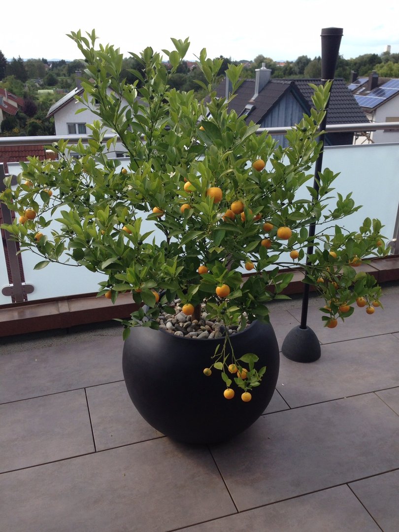 Pflanzkübel Fiberglas Ball D62xH48cm elegant schwarz-matt mit fruchtendem Kumquat Bäumchen auf einer Dachterrasse