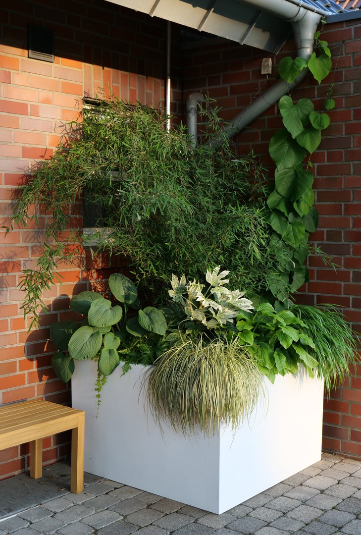 Pflanzkübel Fiberglas niedrig quadratisch 110x110x70cm perlmutt weiß mit Bambus und Funkien an einer Klinkerwand