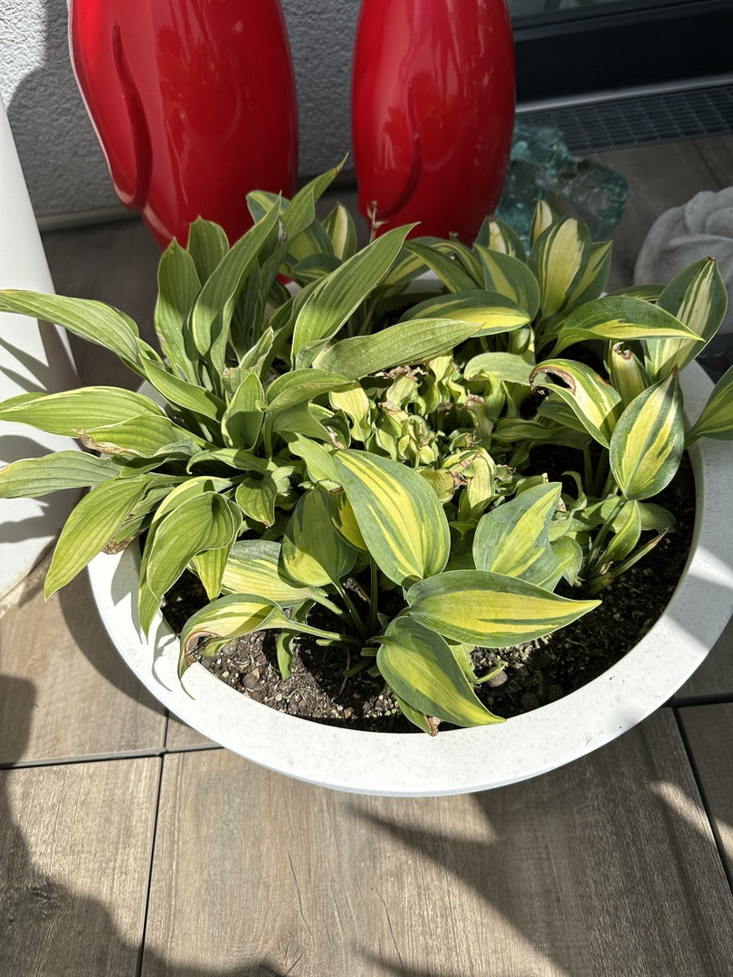 Pflanzkübel Fiberglas Schale rund D46xH16cm perlmutt weiß mit Funkien bepflanzt auf einer Terrasse